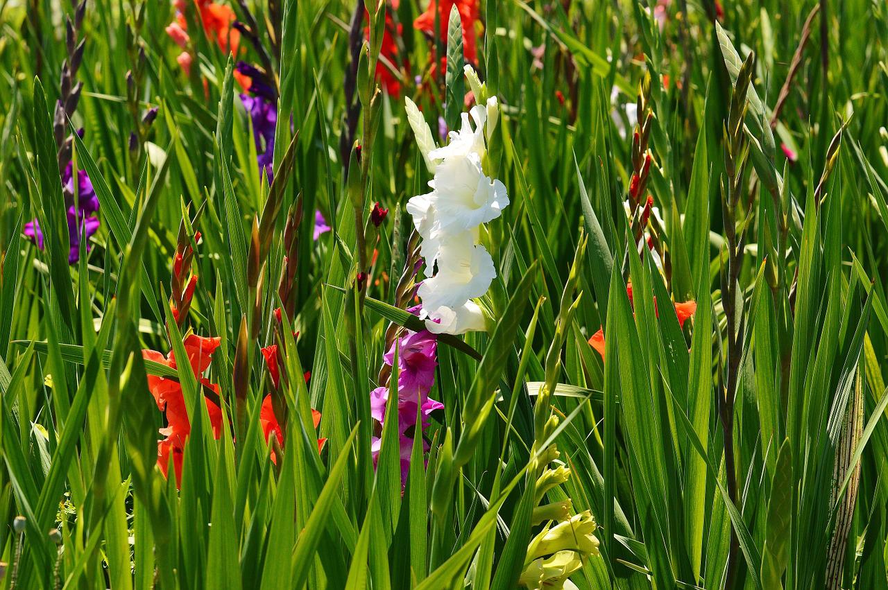 gladiolus, white, summer-1529004.jpg